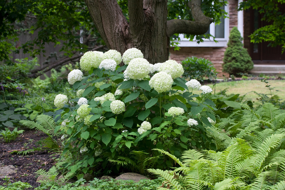 Hydrangea arborescens Annabelle Set of 4 Pot 17cm Height 30 40cm