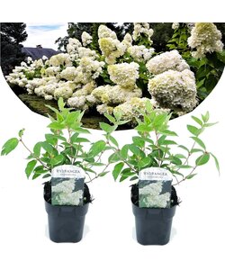Ortensia hydrangea 'Grandiflora' - Bianco - Set di 2 - ⌀17cm - Altezza 30cm