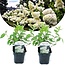 Ortensia hydrangea 'Grandiflora' - Bianco - Set di 2 - ⌀17cm - Altezza 30cm