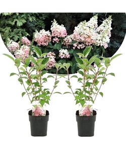 Hydrangea hortensie paniculata 'Diamant' - 2er Set - ⌀17cm - Höhe 30cm