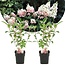 Ortensia hydrangea paniculata 'Diamante rosa' - Set di 2 - ⌀17cm - Altezza 30cm