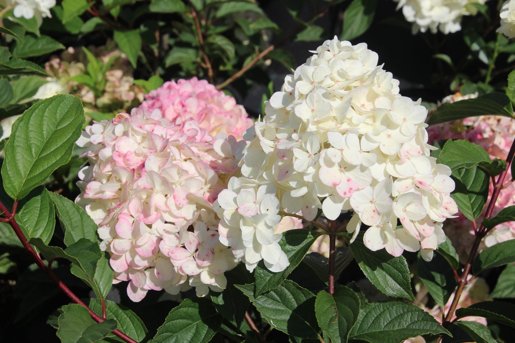 Hydrangea paniculata Diamond - Set of 4 - Hortensia - ø17cm 