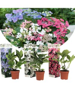 Hortensia Teller  - Mélange de 3 - Jardin - Pot 9cm - Hauteur 25-40cm