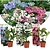 Hydrangea macrophylla - Mieszanka 3 - Hortensja - ⌀9cm - Wysokość 25-40cm