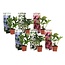 Mezcla de 6 placas de hortensias - Hydrangea de jardín - ⌀9 cm - Altura 25-40cm