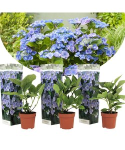 Hydrangea hortensie macrophylla 'Teller' - 3er Set - Blau - ⌀9cm - Höhe 25-40cm