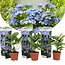 Hydrangea hortensie macrophylla 'Teller' - 3er Set - Blau - ⌀9cm - Höhe 25-40cm
