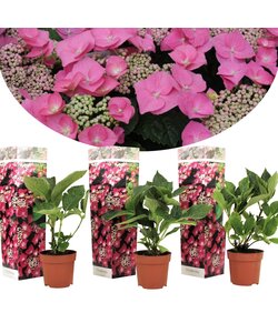 Hydrangea Teller - Set of 3 -Pink - Hortensia - ø9cm - Height 25-40cm