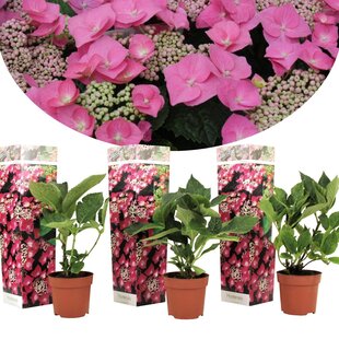 Hydrangea hortensie macrophylla 'Teller' - 3er Set - Rosa - ⌀9cm - Höhe 25-40cm