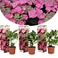 Ortensia hydrangea macrophylla Teller - Set di 3 - Rosa - ⌀9cm - Altezza 25-40cm