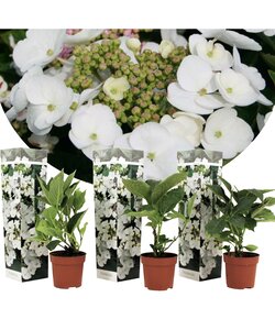 Hortensia 'Teller' hydrangea - Set de 3 - Blanc - ⌀9cm - Hauteur 25-40cm