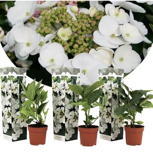Hydrangea hortensie macrophylla 'Teller' - 3er Set - Weiß - ⌀9cm - Höhe 25-40cm