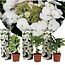 Hydrangea Teller - Set of 3 - White- Garden hortensia - ø9cm -Height 25-40cm