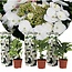 Ortensia hydrangea macrophylla Teller - Set di 3 - Bianco - ⌀9cm - Alt. 25-40cm