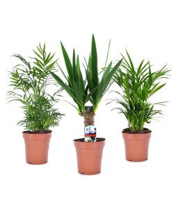 Mini-Palmen - Set van 3 stuks - Kamerplanten - Pot 12cm - Hoogte 30-40cm