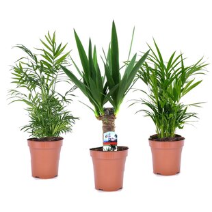 Mini Indoor Palmmix - Areca, Chamaedorea, Yucca- Pot 12cm - Height 25-40cm