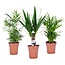 Mini-Palmen - Set van 3 stuks - Kamerplanten - Pot 12cm - Hoogte 30-40cm