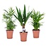 Mini Palms Mix - Zestaw 3 sztuk - Rośliny doniczkowe - ⌀12cm - W30-40 cm