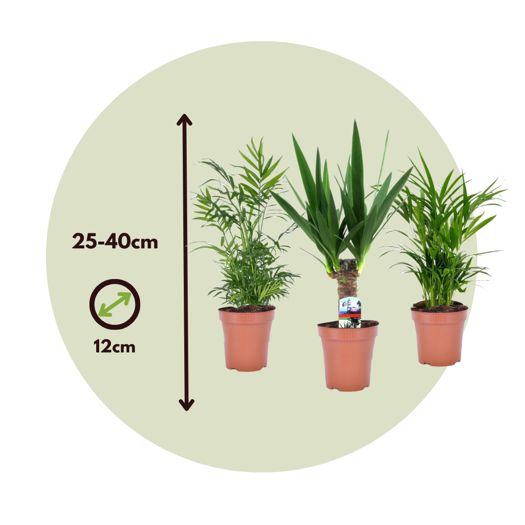 3er Set MiniPalmen für drinnen Topf 12cm Höhe 2540cm FloraStore