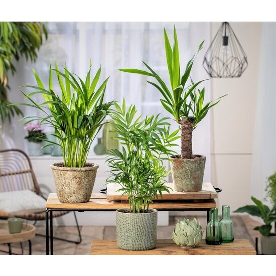 3er Set MiniPalmen für drinnen Topf 12cm Höhe 2540cm FloraStore