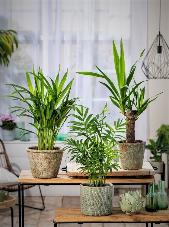 3er Set MiniPalmen für drinnen Topf 12cm Höhe 2540cm FloraStore