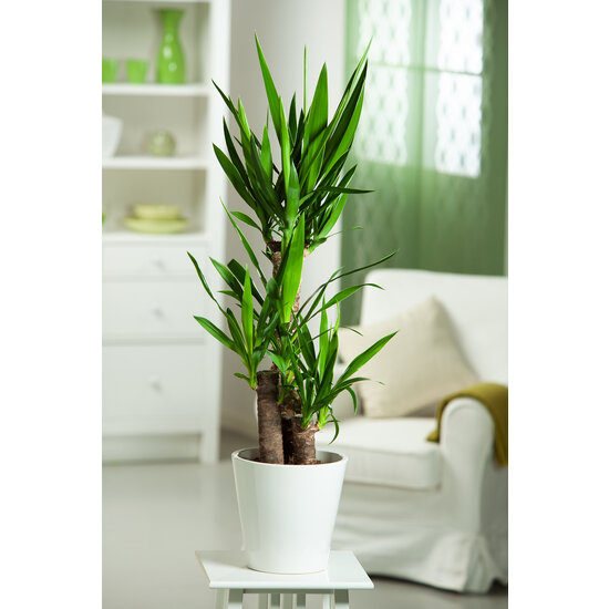 3er Set MiniPalmen für drinnen Topf 12cm Höhe 2540cm FloraStore
