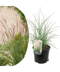 Miscanthus ‘Kleine Silberspinne’ grass- Pot 23cm - Height 20-30cm