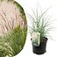 Miscanthus ‘Kleine Silberspinne’ grass- Pot 23cm - Height 20-30cm