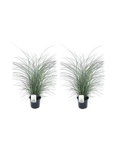 Miscanthus sinensis 'Kleine Silberspinne' - 2er Set - Topf 23cm - Höhe20-30cm