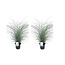 Miscanthus Small Silberspinne græs - Sæt med 2- Elefantgræs - ø23 - Højde20 cm