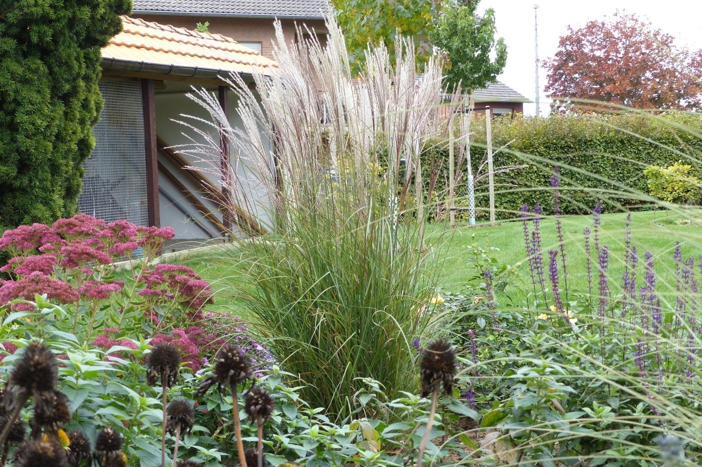 Miscanthus 2024 kleine silberspinne
