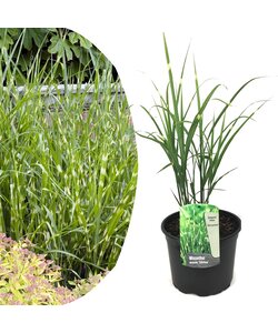 Miscanthus sinensis - Chinaschilf Zebrinus - Topf 23cm - Höhe 20-30cm