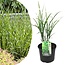 Miscanthus sinensis 'Zebrinus' - hierba ornamental - ⌀23cm - Altura 20-30cm