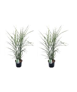 Miscanthus Zebrinus - Winterhard Siergras - Set van 2 - Ø23cm - Hoogte 20-30cm