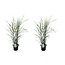 Miscanthus Zebrinus - Ornamental Grass - Set of 2 - ø23cm - Height 20-30cm