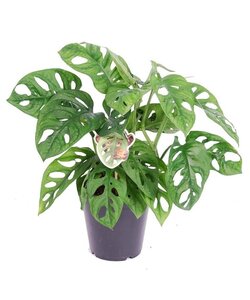 Monstera 'Monkey Mask' - Pianta d'appartamento - ⌀ 12cm - Altezza 25-30cm