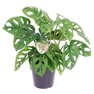 Monstera 'Affenmaske' - Fensterblatt - Topf 12cm - Höhe 25-30cm