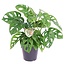 Monstera Monkey-Mask - ⌀ 12cm - Hauteur 20-30cm