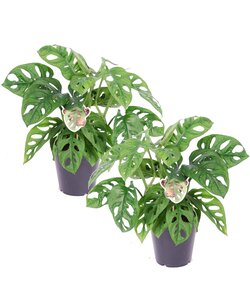 Monstera 'Affenmaske' - 2er Set - Grüne Zimmerpflanzen - ⌀ 12cm - Höhe 25-30cm