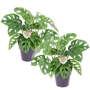 Monstera Monkey Mask - Set van 2 - Rimpelgatenplant - Pot 12cm - Hoogte 25-30cm