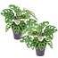 Monstera 'Affenmaske' - 2er Set - Grüne Zimmerpflanzen - ⌀ 12cm - Höhe 25-30cm