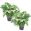 Monstera Monkey Mask 'Obliqua' - Set of 2- Pot 12cm - Height 25-30cm