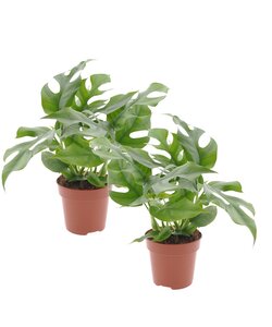 Monstera Minima - Houseplant - Set of 2 - Pot 12cm - Height 20-30cm