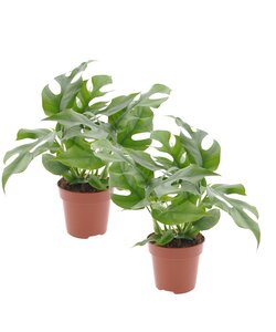 Monstera Minima - Set of 2- Pot 12 cm - Height 20 cm