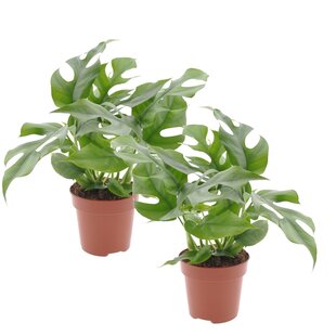 Monstera Minima - Houseplant - Set of 2 - Pot 12cm - Height 20-30cm