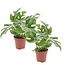 Monstera Minima - Houseplant - Set of 2 - Pot 12cm - Height 20-30cm