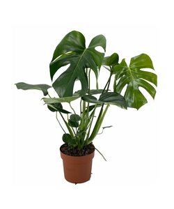 Monstera Deliciosa - Planta de interior verde hoja de ventana - ⌀17cm - a50-60cm