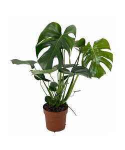 Monstera deliciosa - Roślina domowa - ⌀17cm - Wysokość 50-60cm