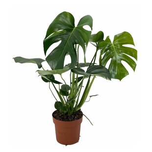 Monstera deliciosa - Fensterblatt Grüne Zimmerpflanze - Topf 17cm - Höhe 50-60cm