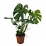 Monstera Deliciosa - Planta de interior verde hoja de ventana - ⌀17cm - a50-60cm